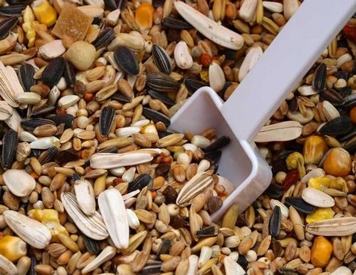 انواع دان پرنده چیست؟