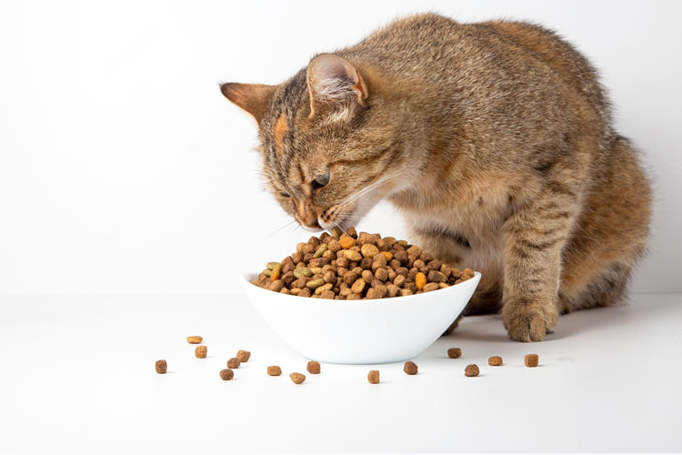 معایب غذای خشک گربه