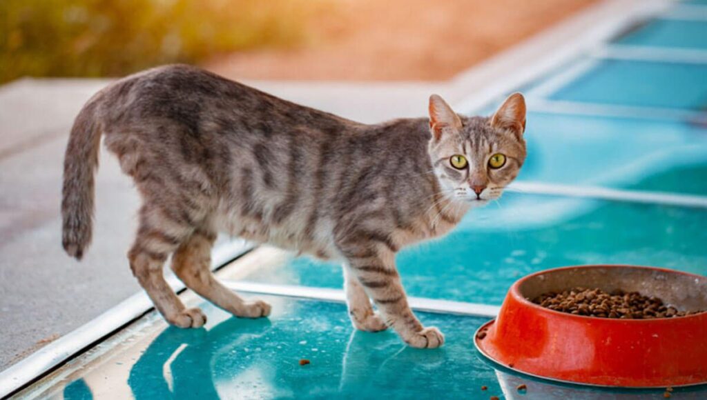 نکات مهم هنگام خرید غذای خشک گربه