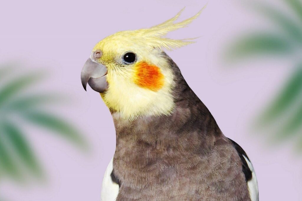 بهترین نوع غذای عروس هلندی