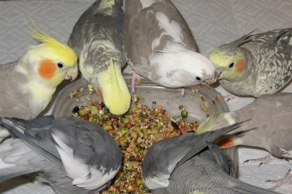 انواع غذاهای مقوی برای عروس هلندی چیست؟